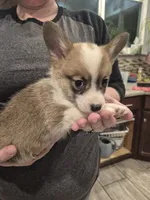 Penny, a female Pembroke Welsh Corgi for sale in Godley, TX – Photo 8 of 9