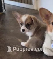 Penny, a female Pembroke Welsh Corgi for sale in Godley, TX – Photo 2 of 9
