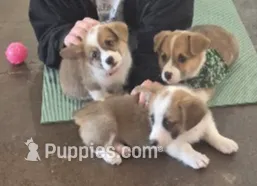 Penny, a female Pembroke Welsh Corgi for sale in Godley, TX – Photo 3 of 9