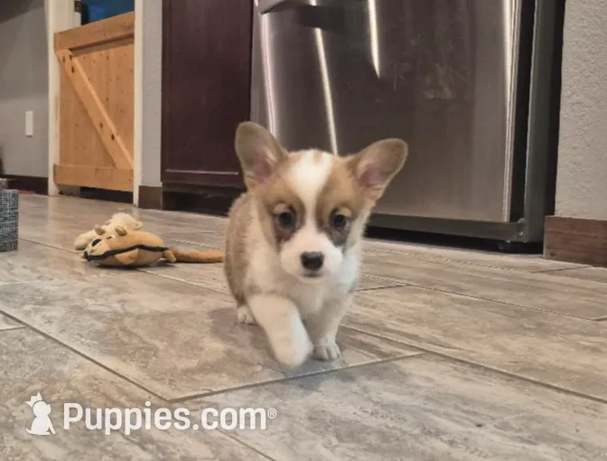 Penny, a female Pembroke Welsh Corgi for sale in Godley, TX – Photo 4 of 9
