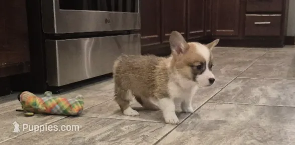 Penny, a female Pembroke Welsh Corgi for sale in Godley, TX – Photo 5 of 9