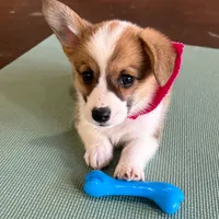 Penny, a female Pembroke Welsh Corgi for sale in Godley, TX – Photo 9 of 9