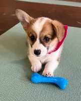 Penny, a female Pembroke Welsh Corgi for sale in Godley, TX – Photo 9 of 9
