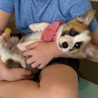 Sheldon, a male Pembroke Welsh Corgi for sale in Godley, TX – Photo 9 of 9