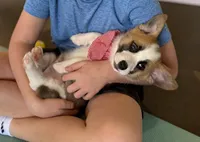 Sheldon, a male Pembroke Welsh Corgi for sale in Godley, TX – Photo 9 of 9