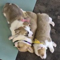 Sheldon, a male Pembroke Welsh Corgi for sale in Godley, TX – Photo 3 of 9