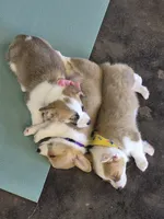 Sheldon, a male Pembroke Welsh Corgi for sale in Godley, TX – Photo 3 of 9