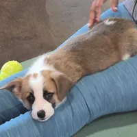 Sheldon, a male Pembroke Welsh Corgi for sale in Godley, TX – Photo 1 of 9