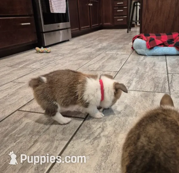 Sheldon, a male Pembroke Welsh Corgi for sale in Godley, TX – Photo 7 of 9