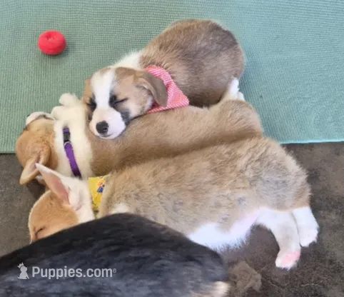 Sheldon, a male Pembroke Welsh Corgi for sale in Godley, TX – Photo 2 of 9