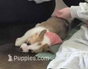 Sheldon, a male Pembroke Welsh Corgi for sale in Godley, TX – Photo 4 of 9