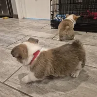 Sheldon, a male Pembroke Welsh Corgi for sale in Godley, TX – Photo 8 of 9