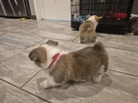 Sheldon, a male Pembroke Welsh Corgi for sale in Godley, TX – Photo 8 of 9