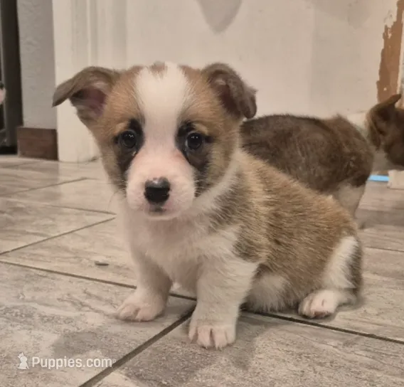 Sheldon, a male Pembroke Welsh Corgi for sale in Godley, TX – Photo 5 of 9
