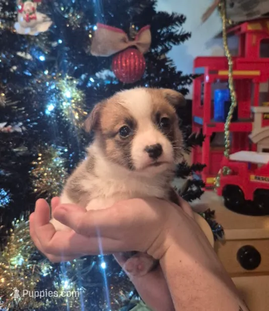 Howard, a male Pembroke Welsh Corgi for sale in Godley, TX – Photo 4 of 7