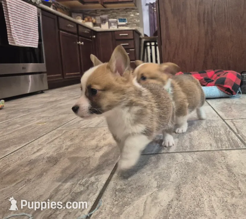 Howard, a male Pembroke Welsh Corgi for sale in Godley, TX – Photo 5 of 7