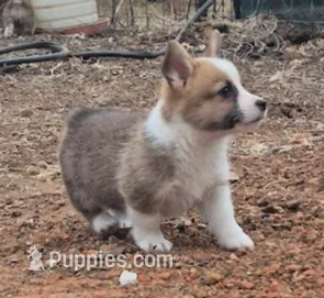 Howard, a male Pembroke Welsh Corgi for sale in Godley, TX – Photo 2 of 7