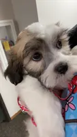 LuKa , a male Bichon Frise and Shih Tzu for sale in Sioux Falls, SD – 2 of 3