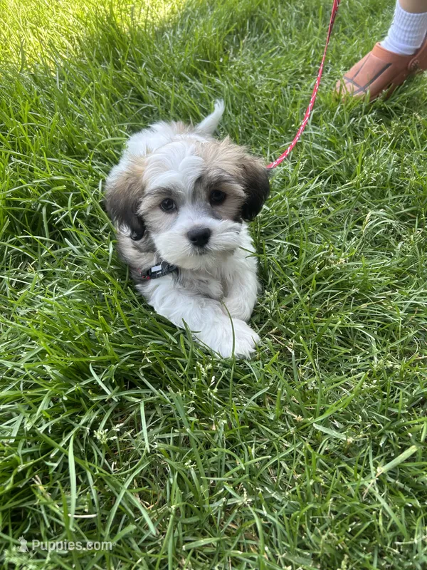 LuKa  – Bichon Frise, Shih Tzu puppy for sale in Sioux Falls, SD