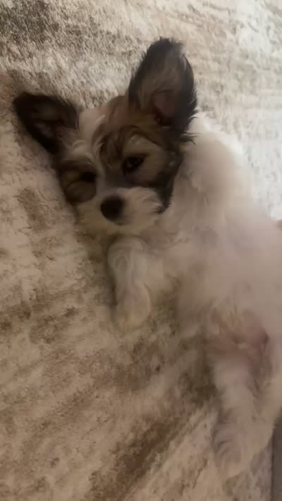 LuKa , a male Bichon Frise and Shih Tzu for sale in Sioux Falls, SD – 3 of 3