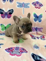 DRINA, a female French Bulldog for sale in Kent, OH – Photo 6 of 6