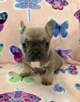 DRINA, a female French Bulldog for sale in Kent, OH – Photo 3 of 6