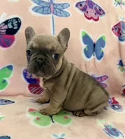 DRINA, a female French Bulldog for sale in Kent, OH – Photo 5 of 6
