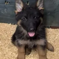 Anika, a female German Shepherd Dog for sale in Kent, OH – Photo 1 of 6