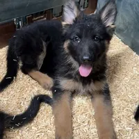 Anika, a female German Shepherd Dog for sale in Kent, OH – Photo 4 of 6