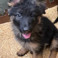 Anika, a female German Shepherd Dog for sale in Kent, OH – Photo 3 of 6