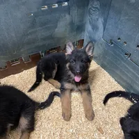 Anika, a female German Shepherd Dog for sale in Kent, OH – Photo 5 of 6