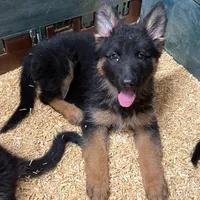 Anika, a female German Shepherd Dog for sale in Kent, OH – Photo 2 of 6