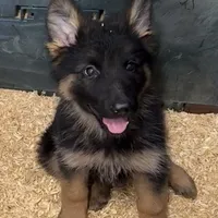 Anika, a female German Shepherd Dog for sale in Kent, OH – Photo 6 of 6