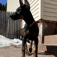 Zepplin, a  Doberman Pinscher for sale in Kent, OH – Photo 4 of 8