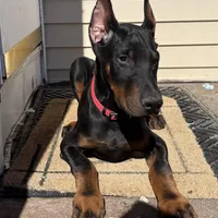 Zepplin, a  Doberman Pinscher for sale in Kent, OH – Photo 3 of 8