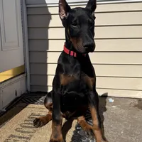 Zepplin, a  Doberman Pinscher for sale in Kent, OH – Photo 7 of 8