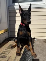 Zepplin, a male Doberman Pinscher for sale in Kent, OH – Photo 7 of 8