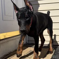 Zepplin, a  Doberman Pinscher for sale in Kent, OH – Photo 1 of 8