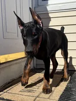 Zepplin, a male Doberman Pinscher for sale in Kent, OH – Photo 1 of 8