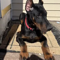 Zepplin, a  Doberman Pinscher for sale in Kent, OH – Photo 2 of 8