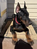 Zepplin, a male Doberman Pinscher for sale in Kent, OH – Photo 2 of 8
