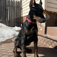 Zepplin, a  Doberman Pinscher for sale in Kent, OH – Photo 8 of 8