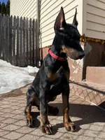 Zepplin, a male Doberman Pinscher for sale in Kent, OH – Photo 8 of 8