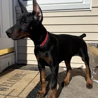 Zepplin, a  Doberman Pinscher for sale in Kent, OH – Photo 6 of 8