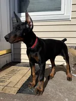 Zepplin, a male Doberman Pinscher for sale in Kent, OH – Photo 6 of 8