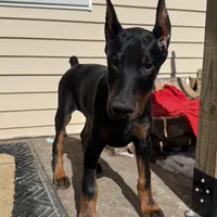 Zepplin, a  Doberman Pinscher for sale in Kent, OH – Photo 5 of 8