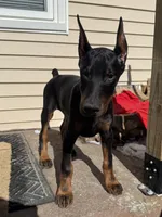 Zepplin, a male Doberman Pinscher for sale in Kent, OH – Photo 5 of 8