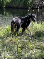 Miguel, a male Miniature American Shepherd for sale in Klamath Falls, OR – Photo 4 of 5