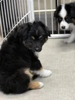 Miguel, a male Miniature American Shepherd for sale in Klamath Falls, OR – Photo 5 of 5