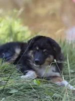Miguel, a male Miniature American Shepherd for sale in Klamath Falls, OR – Photo 1 of 5